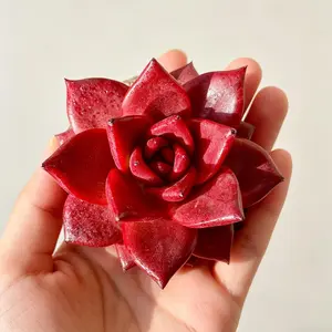 Echeveria Agavoides ‘Romeo Rubin’ 1.5-2” Rare Red Succulent  Easy Care Live Bare Root Plant, Aesthetic Home Decor, Beginner Friendly, Indoor & Garden Gift