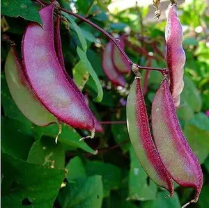 10+ Hyacinth Bean Asia Hyacinth Bean Seeds Purple Flower Lablab purpureus Vegetable Non-GMO