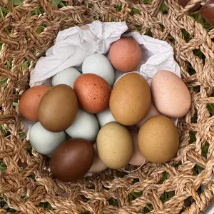 PROILGRUBS 11LBS/10LBS /5 LBS Dried Black Soldier Fly Larvae for chickens,85X More Calcium Than Mealworms,  Non-GMO,All Natural Treats, (BSFL),High Protein High Calcium feed to Boost Egg Productivity stronger eggshell #backtoschool #sohochic #glowup