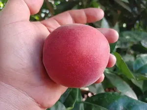 3 Babcock Heirloom White Peach Tree Scions, Cuttings, Scionwood