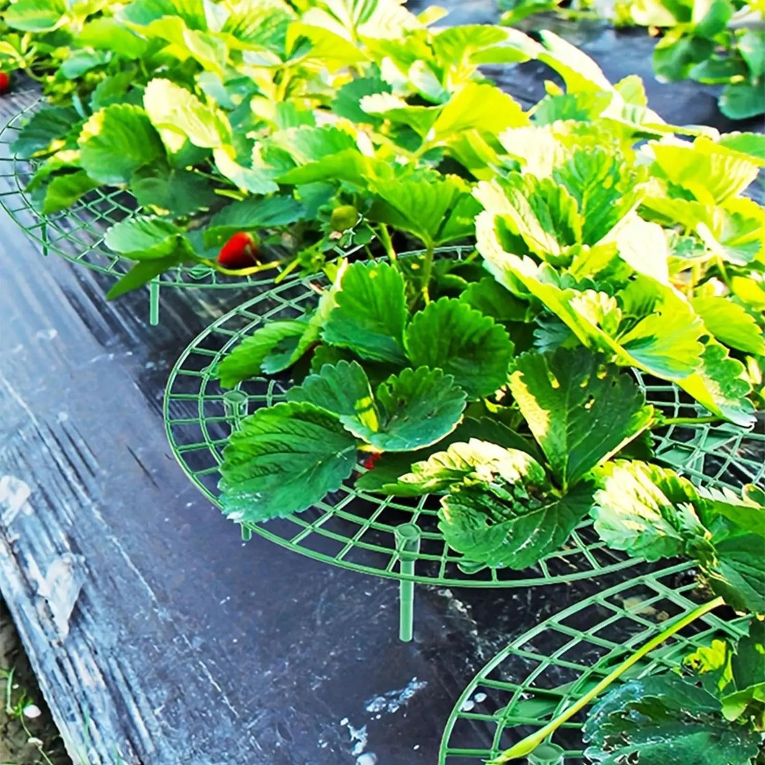 Strawberry Plant Stand (4pcs/set), Multi-Scene Compatibility, High-Strength Material, Fruit Hanging Climbing Dual Function, Balcony Garden Universal