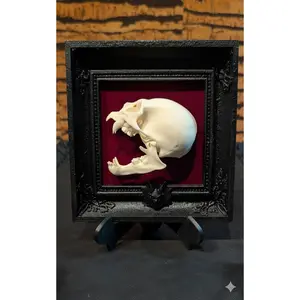 Anatomically Correct Vampire Skull in Gothic Frame - Horror Collector's Art