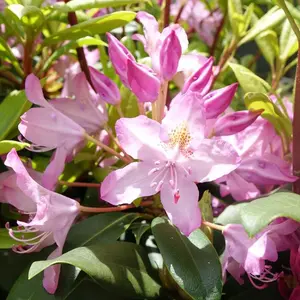 Independence Rosebay Rhododendron