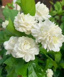 Large 10-inch Jasmine Grand Duke pot with flowers, fragrance, and dazzling green leaves