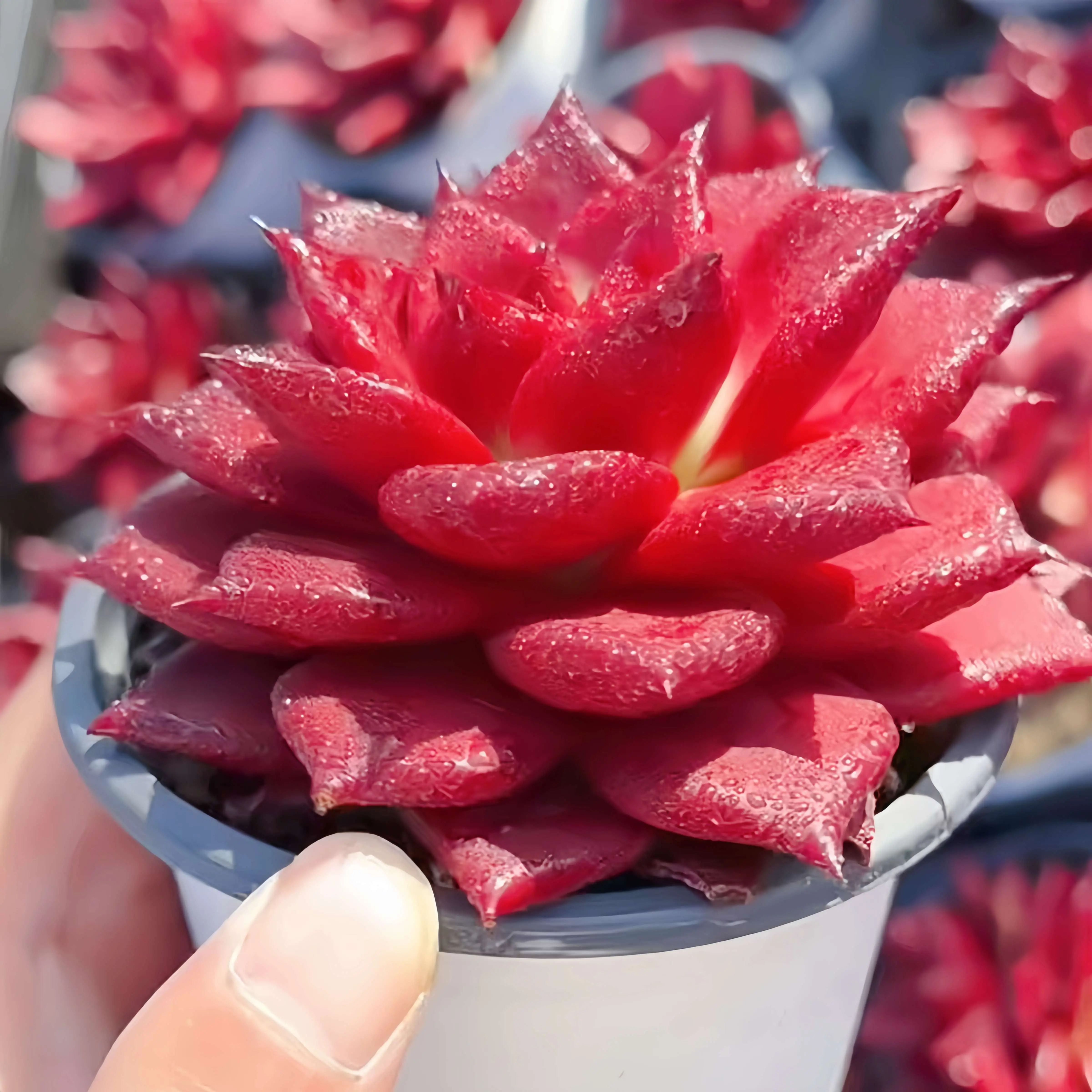 4" Red Succulent Plants, Bare Root (No Pot/Soil Included) - Live Rosette Succulents for Indoor/Outdoor Home Decor, Easy to Grow