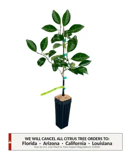 Kishu Mandarin Tree | No Ship CA AZ LA FL | US Citrus Nursery | Sweet Seedless Mini Orange, Natural Live Citrus Plant, Easy Peel, Indoor Outdoor Fruit Tree