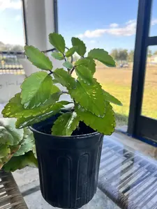 Kalanchoe Pinnata (Miracle Leaf / Leaf of Life)