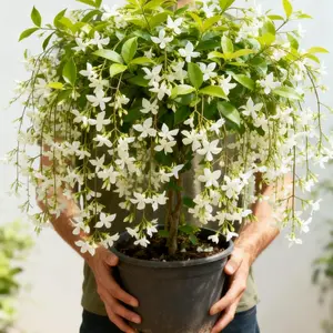 100 Premium Jasmine Seeds – Highly Fragrant White Blossoms, Fast-Growing Variety for Beginners and Garden Lovers