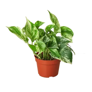 Pothos 'Marble Queen' - Queen of the Jungle: Low Maintenance Variegated Indoor Houseplant