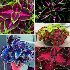 1000+PCS Rainbow Coleus Seeds - Stunning Mix of Yellow, Green, Pink, Red and Deep Maroon - Flower & Plant Seeds