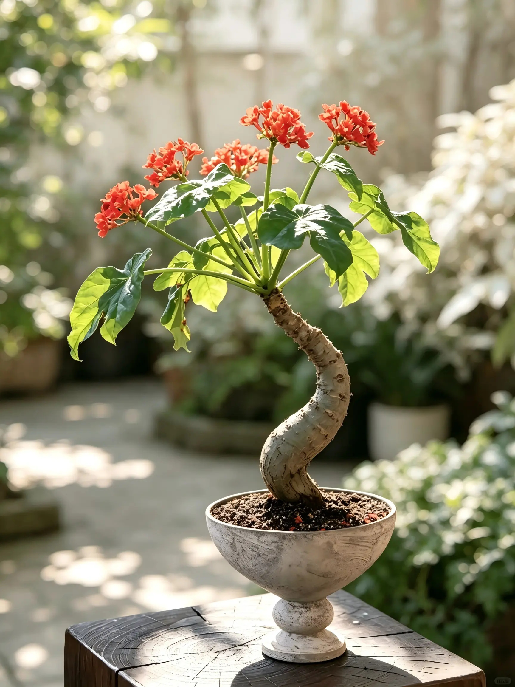Buddha Belly Plant Live Plant, Jatropha Podagrica Succulent with Sculptural Caudex & Tropical Leaf Beauty, Unique Indoor Home Decor Plant for Plant Lovers