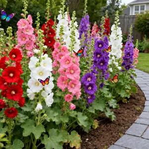 Double Hollyhock Seeds 'Radiant Rose’ - Mixed Colors, Non-GMO Heirloom, Hardy Biennial for Vibrant & Tall Blooms Plant Garden Outdoor Flower Pot Decorative Tulip