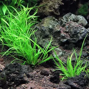 BUY 2 GET 1 FREE Juncus Repens-Easy Live Aquarium Pond Aquatic Plant