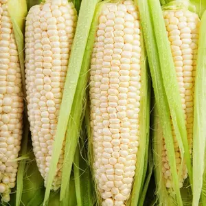 50 Premium White Sweet Corn Seeds – Non-GMO, Extra Tender & Flavorful Ears | Perfect for Backyard Gardens and Fresh Summer Harvests