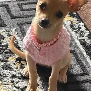 Dog Cat Collar Necklace with Rhinestone Bone, Fancy Cat Wedding Collar Jewelry, Cute Girls' Pet Accessory for Cats, Puppies & Chihuahua Accessories