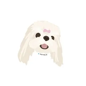 Maltese | STICKER