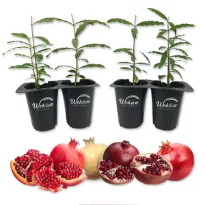 Pomegranate Tree - 4 Live Starter Plants - Edible Fruit Bearing Tree for The Patio and Garden