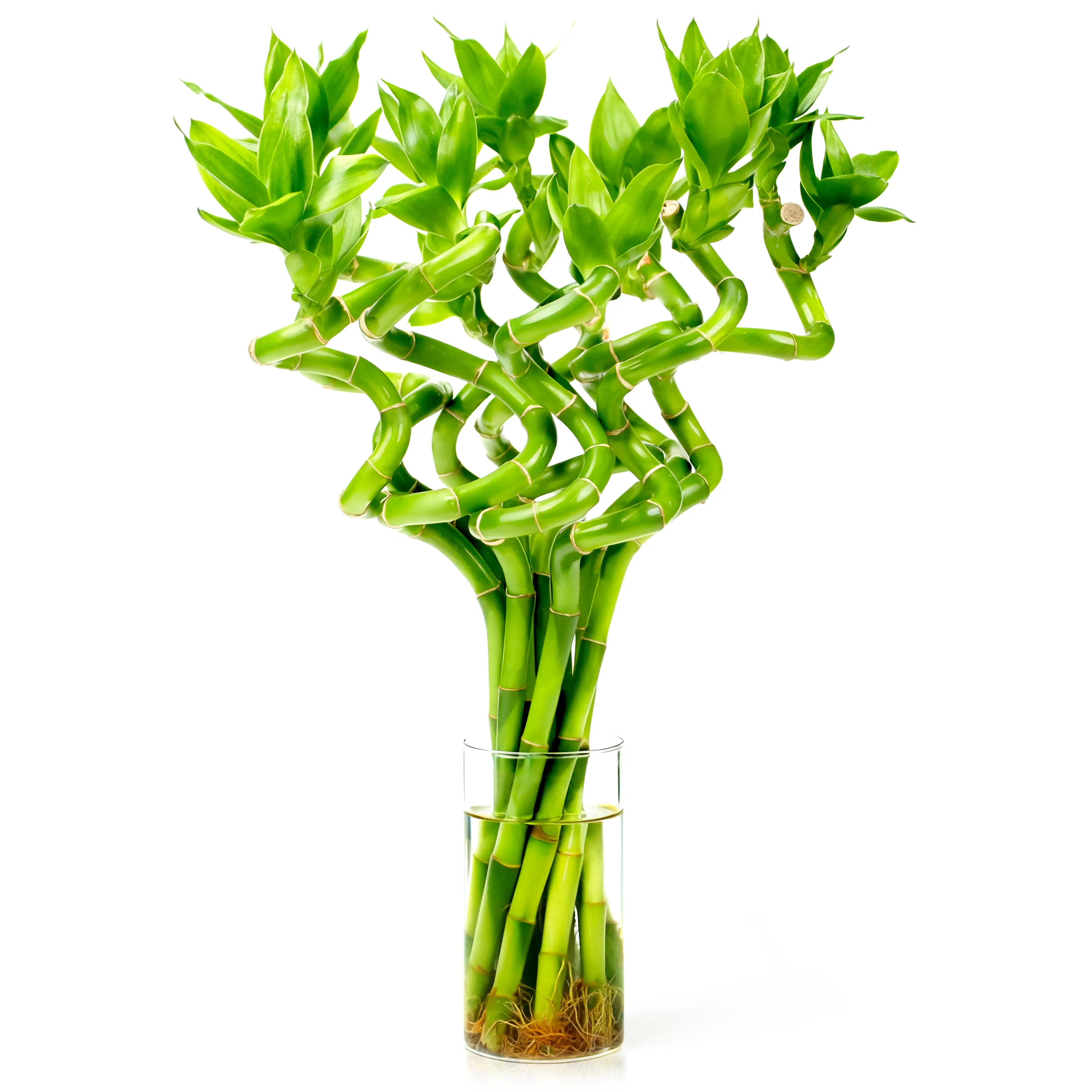 Spiral Shape Lucky Bamboo Plant 10 Stalk Feng Shui Arrangement Easy Care Water-Grown Plant Indoor Home & Office Decoration Gift for Good Luck & Prosperity