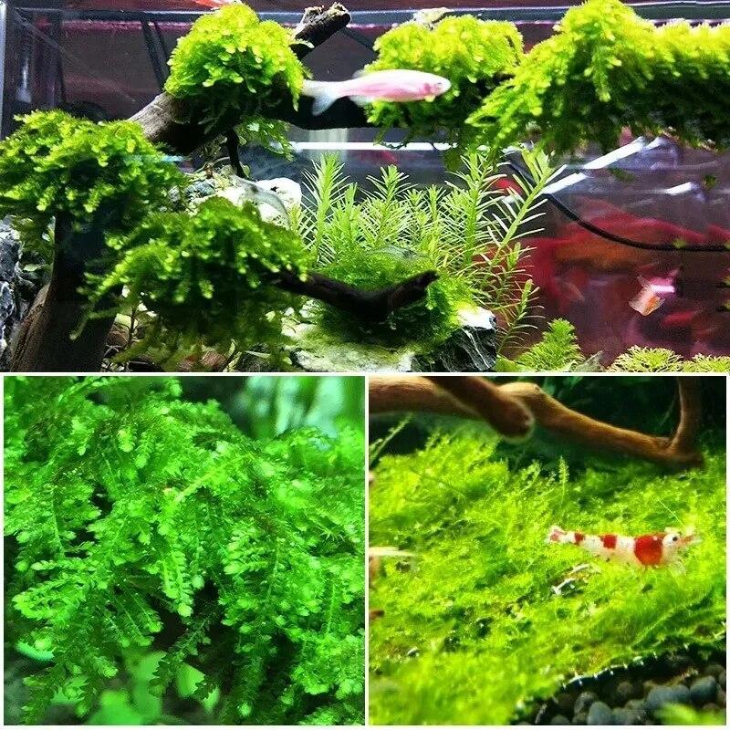 6p15-20 feet Halloween natural sunken wood azalea root dead wood trunk micro landscape creative reptile tank fish tank decoration aquarium decoration