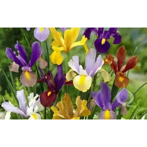 Dutch iris Mix (Bulbs), Summer flowering, Perennial-Now Shipping !