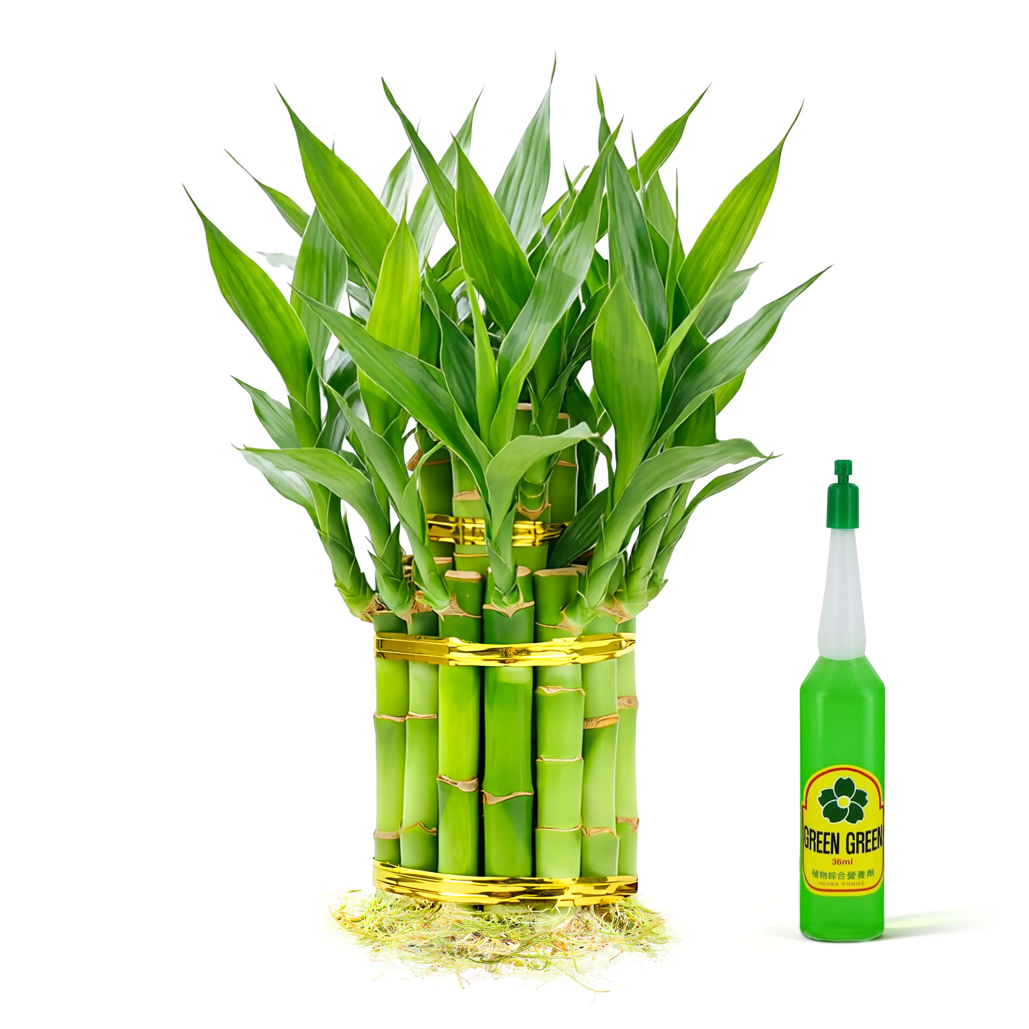 Live 4"+6" 2-Tier Lucky Bamboo - 18 Stalks, Easy-Care Water Plant, 36ml Nutrient (Home Improvement & Garden Supply)