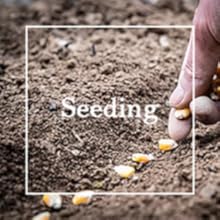 Mix Dwarf Bonsai Fruit Tree Seeds for Planting, 50+ Lemon Tree Seeds 50+ Cherry Tree Seeds 50+ Orange Tree Seeds 50+ Apple Seeds, 4 Variety Individual Packs, Organic Heirloom Fruit Seeds