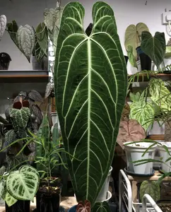 Anthurium Warocqueanum | Queen Anthurium | Rare Velvet Aroid | Live Plant | 2" Pot