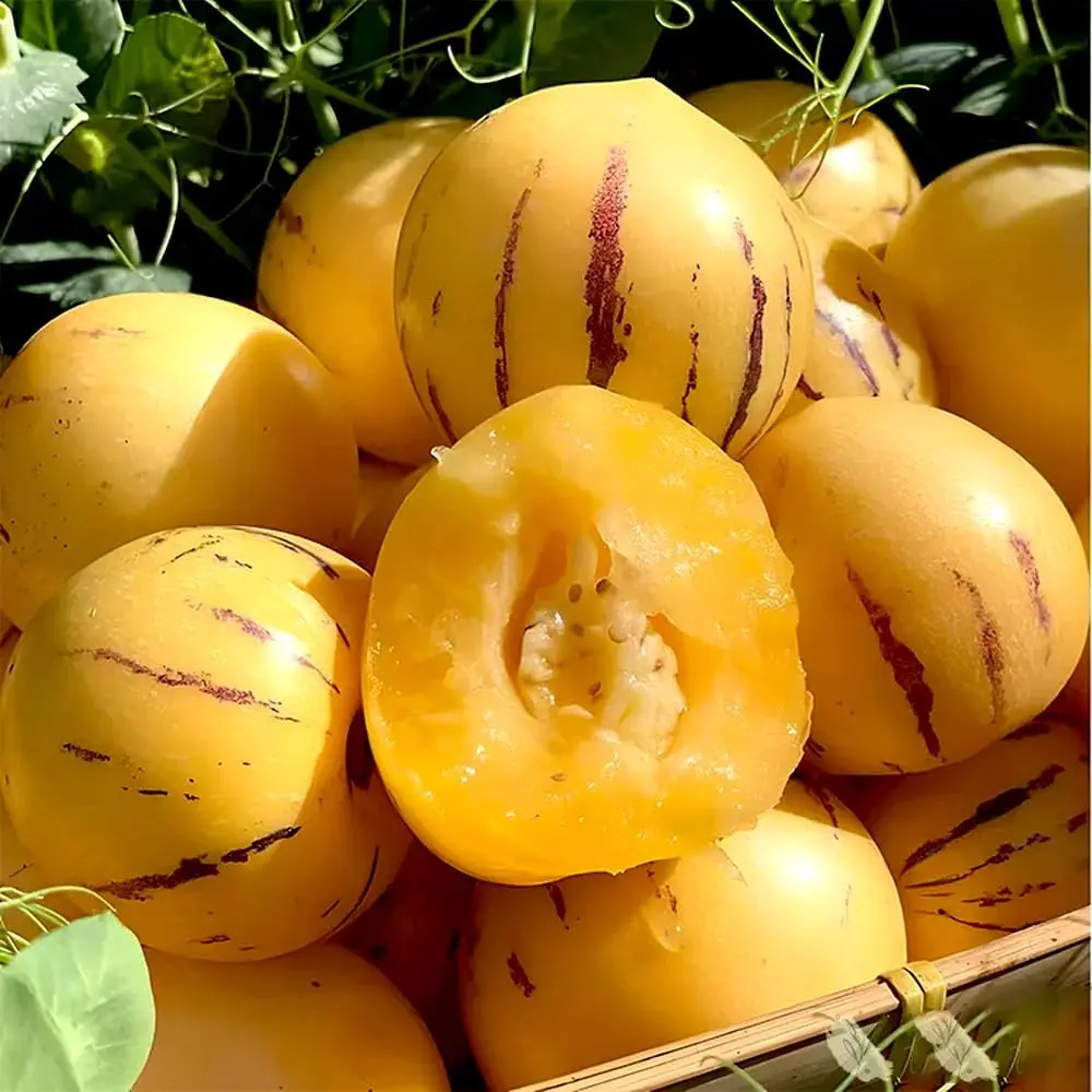 Pepino Melon Seeds for Planting, Sweet Pepino Seeds, Non-GMO, Heirloom Exotic Fruit for Outdoor Home Garden, Beginner-Friendly