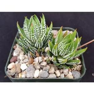Zebra Wart ‘Haworthia reinwardtii’