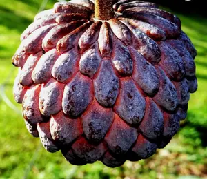 10 "Thai Purple" Sugar Apple Tree Seeds Annona squamosa Rare Sweetsop Fruit Tree
