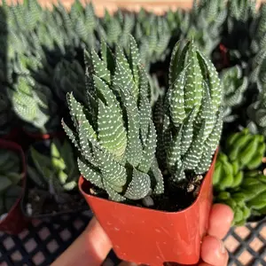 Haworthia Coarctata 2’’ At Least 3 Per Pot