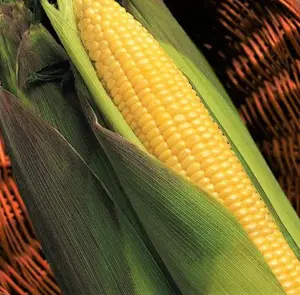TomorrowSeeds - Kandy Korn Yellow Sweet Corn Seeds -  Red Purple Husk EH Hybrid Untreated Golden Early Harvest Non GMO Vegetable Seed for 2024