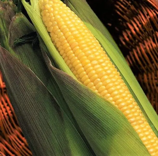 TomorrowSeeds - Kandy Korn Yellow Sweet Corn Seeds -  Red Purple Husk EH Hybrid Untreated Golden Early Harvest Non GMO Vegetable Seed for 2024