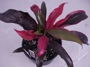 Cordyline Ruby 6” | Colorful Tropical Plant | Red Foliage