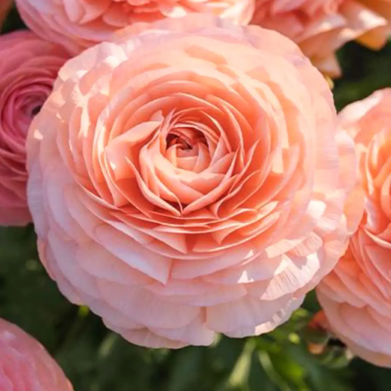 (5) Elegance Salmone Ranunculus Corms Bulbs Tubers Spring Garden Flowers
