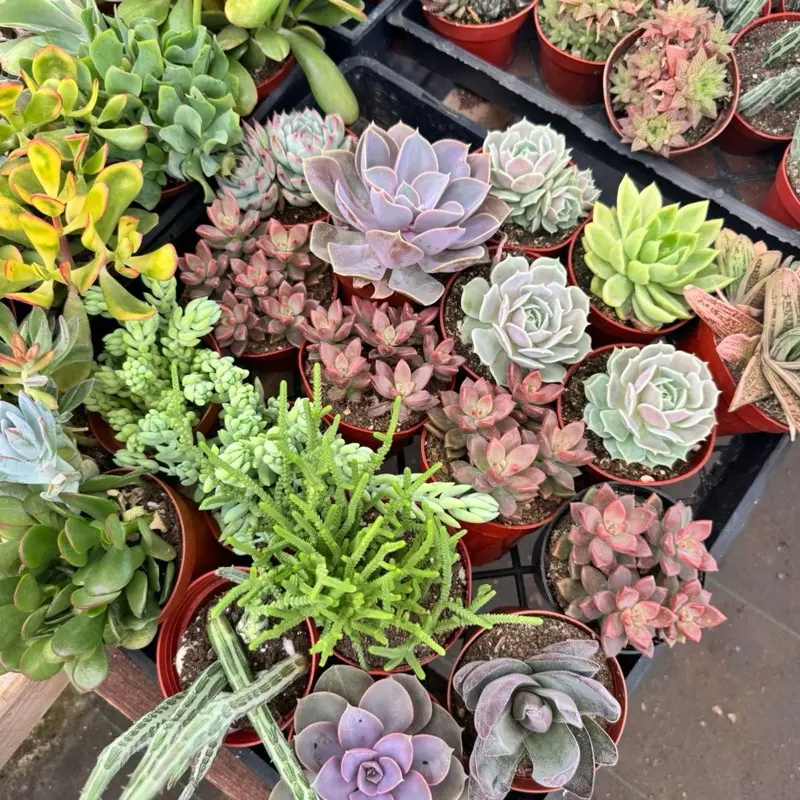 Pickle plant senecio in 4 inch pot - TikTok Shop