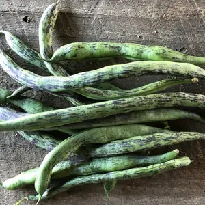 Rattlesnake Pole Bean Seeds - 150 Seed Packet