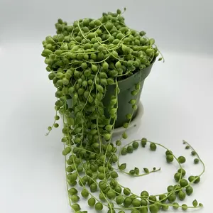 Full 6 inch Potted String of Pearls (Succulent)