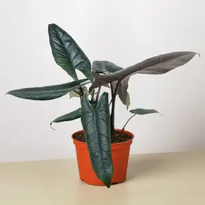 Alocasia Scalprum 4” Indoor Houseplants Live - Rare Alocasia Corm Fully Rooted - Alocasia Scalprum Plant Starter Plant Full - Easy Care Plant Gifts