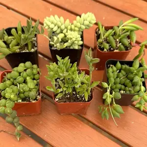 6 PACK - 2” collection string of things: string of pearls, variagated pearls, watermelons, bananas, dolphins, tears, donkeys tail, ruby’s necklace, frogs, turtles - growers  choice - no duplicates - live plant - live succulent - low maintenance - # seeds