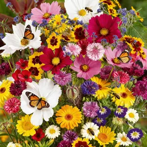 Wildflower Seeds Butterfly and Humming Bird Mix - Packet Open Pollinated Annual and Perennial Species