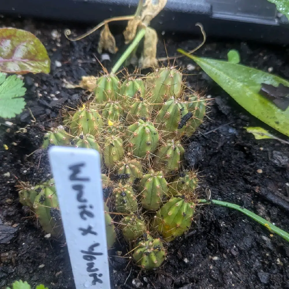 Wowie x Yowie cactus seedling