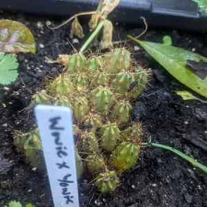 Wowie x Yowie cactus seedling