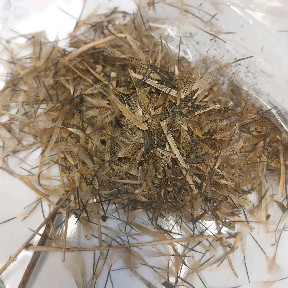 semilla de papalo Seed