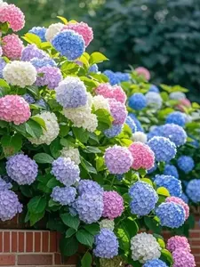 30PCS Mixed Hydrangea Seeds – Stunning, Colorful Blooms for Garden Borders, Containers, & Flower Beds| Perfect for Year-Round Beauty hosta