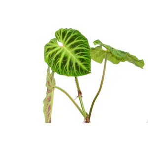 Philodendron verrucosum 2