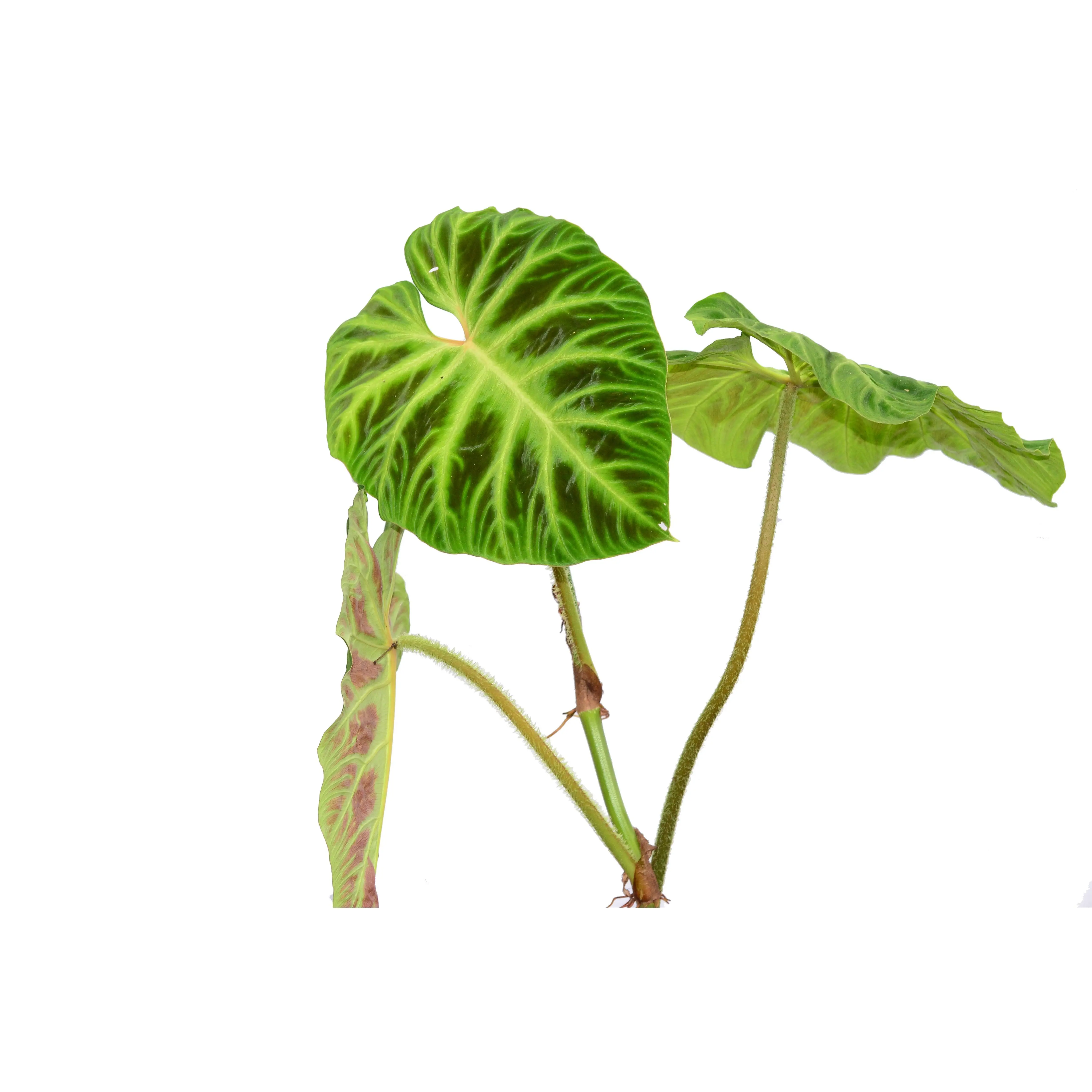 Philodendron verrucosum 2
