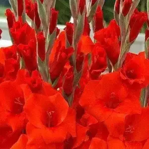 Gladiolus bulbs (corms) Manhattan (Red)