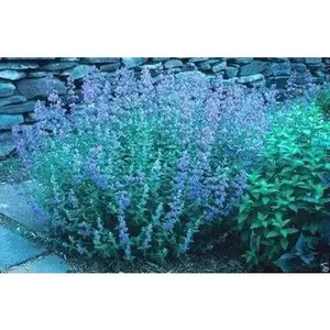 Blue Wonder, Catmint Seeds- (Nepeta Mussinii)  Perennial