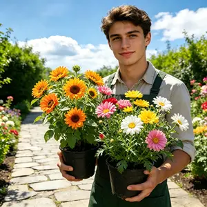 20,000 Seeds - Double-flowered Moss Rose Annual Perennial Flower Seeds for Planting Outdoors Non GMO Mixed Colors Large Blooms Attract Pollinators Easy to Grow All Seasons